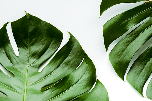 close up view of green palm leaves on white background