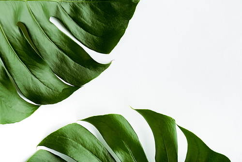 close up view of green palm leaves on white background