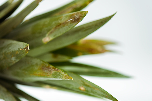 close up view of pineapple green leaves isolated on white