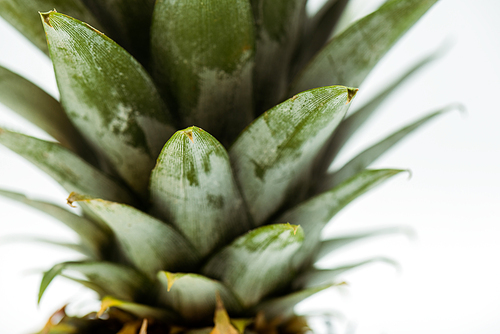 close up view of pineapple green leaves isolated on white