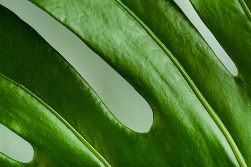 close up view of green palm leaf