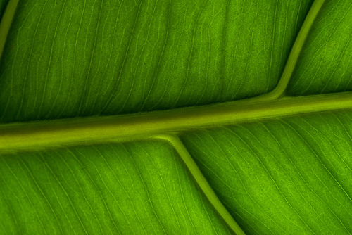 close up view of green palm leaf background