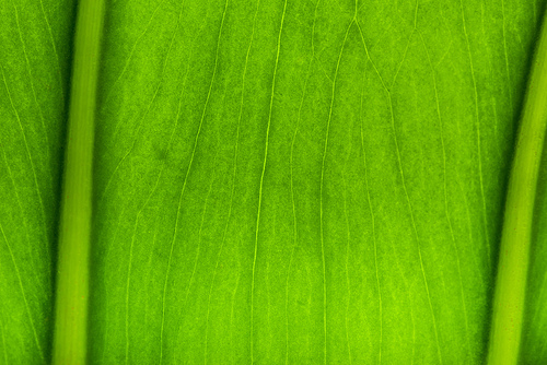 close up view of green palm leaf background