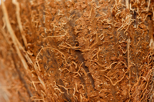 close up view of coconut brown textured peel