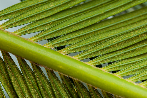 close up view of green palm leaf