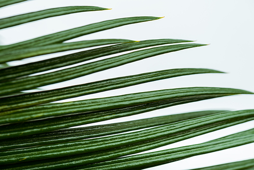 close up view of green palm leaf isolated on white