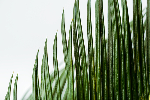 close up view of green palm leaf isolated on white