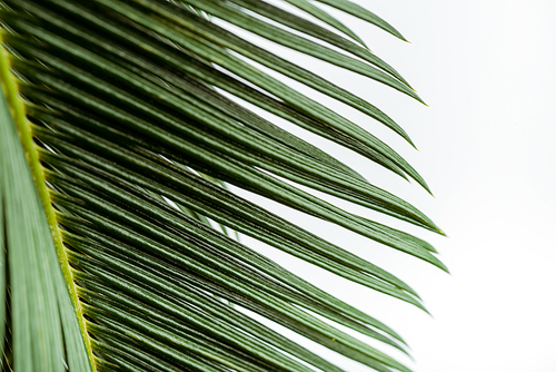 close up view of green palm leaf isolated on white