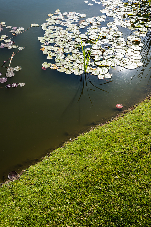 green and fresh grass near pond with water lily leaves