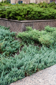 selective focus of green and fresh conifer plants