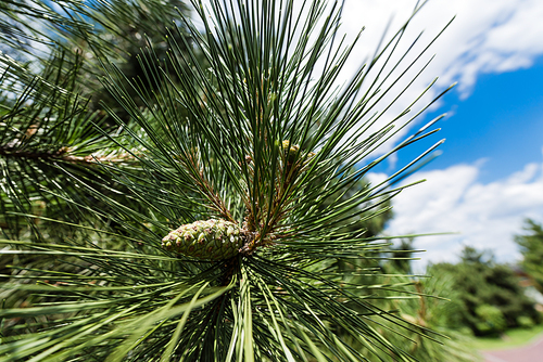 close up of green fir tree with needles against blue sky