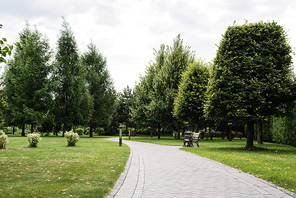 green pine trees on grass near walkway against sky with clouds