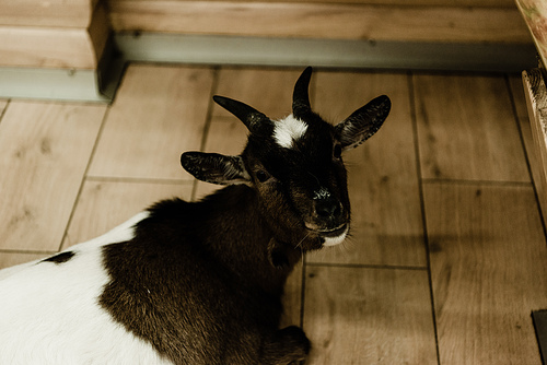 cute goat  in zoo