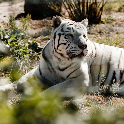 selective focus of white tiger lying on ground outside