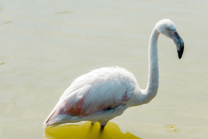 pink flamingo standing in pond in zoo