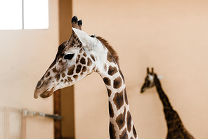 cute and tall giraffes with long necks in zoo