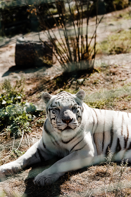 selective focus of white tiger lying on grass near cage