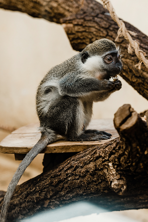 selective focus of cute monkey eating baked potato