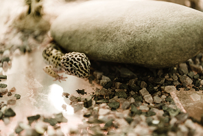 selective focus of lizard near rocks in terrarium
