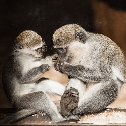 cute monkeys sitting in zoo
