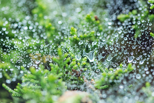 selective focus of water drops on surface near green plants