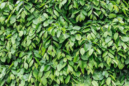 green colorful leaves on bush, seamless background