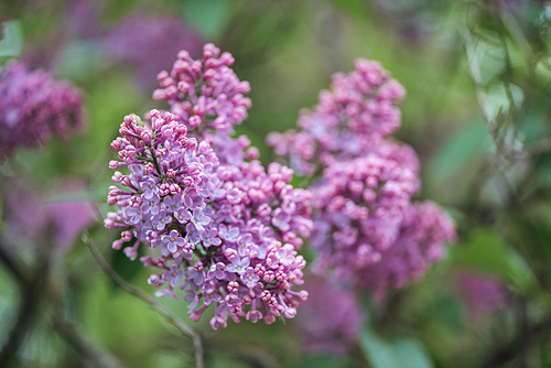 close up view of lilac branch with small violet flowers