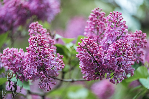 close up view of lilac branches with small violet flowers
