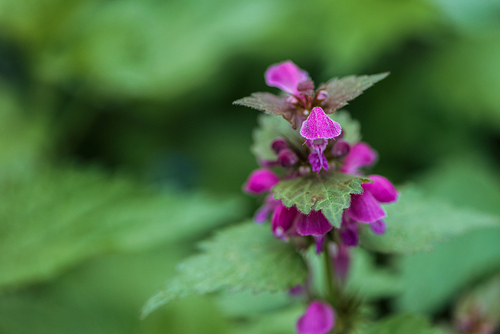 close up view of small purple flowers and green leaves on blurred background