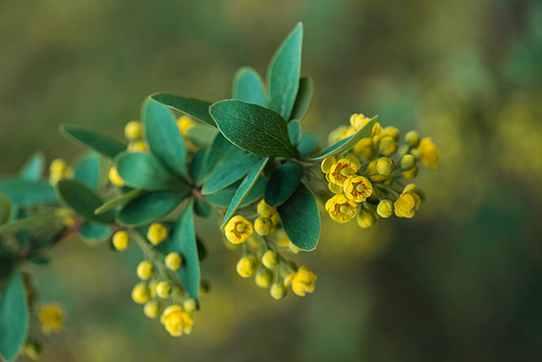 close up view of bright yellow flowers and green leaves on branch