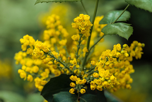 close up view of colorful yellow bright flowers and green leaves
