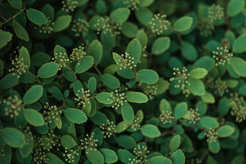 selective focus of green bush with small white flowers