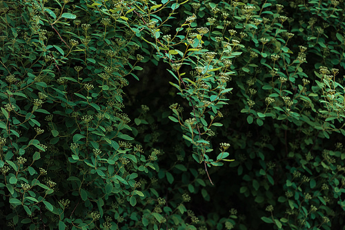 bush with green small leaves on dark background