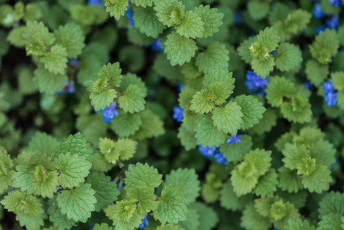 top view of bush with green leaves and blue small flowers