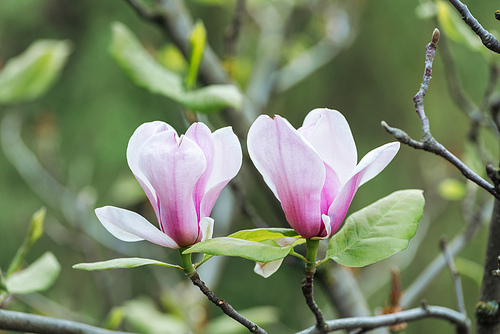 close up view of pink flowers and green leaves on tree branches