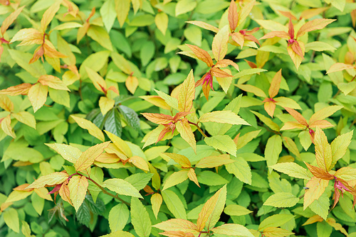 close up view of green and yellow leaves, seamless background