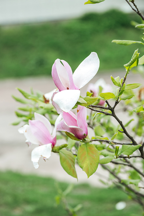 close up view of blooming flowers with pink and white petals on tree branches