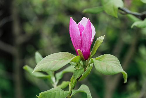 close up view of purple flower and green leaves on tree branch