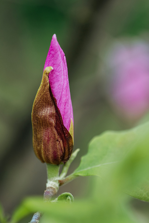 selective focus of purple bud on branch with green leaves