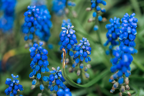 close up view of bright colorful blue flowers and green leaves