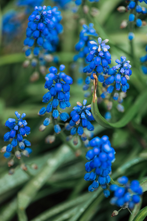 close up view of bright blue flowers and green leaves