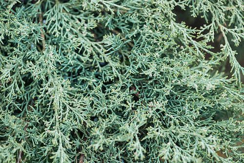 close up view of green pine tree, seamless background