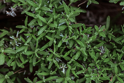 top view of green bush with small leaves