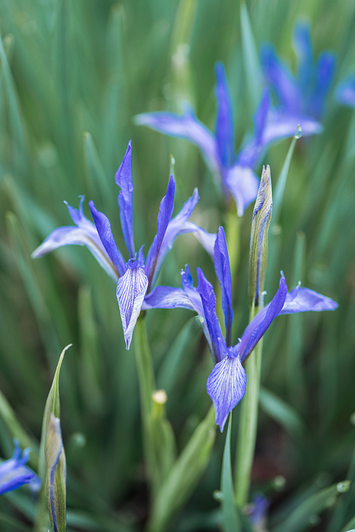 close up view of blue flowers and green leaves on blurred background