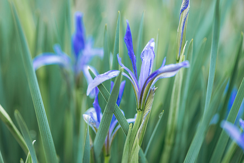 close up view of blue flowers and green leaves on meadow
