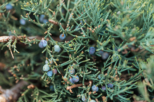 close up view of evergreen tree with berries on branches