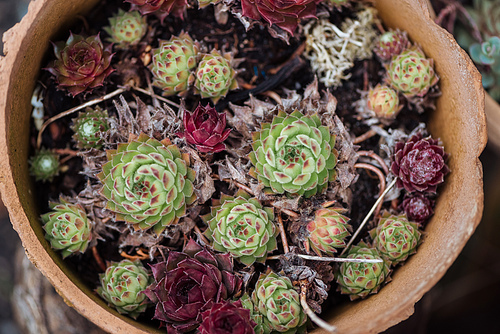 top view of colorful exotic succulents in ceramic flowerpot