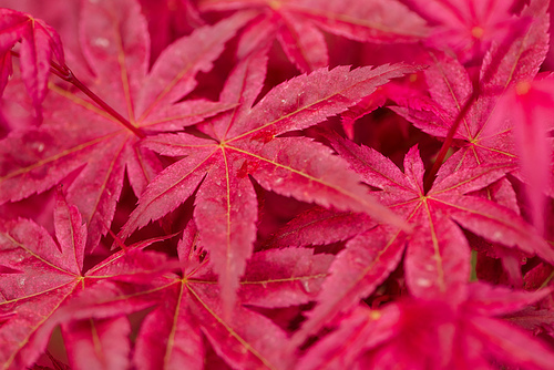 bright and colorful red leaves of exotic plant