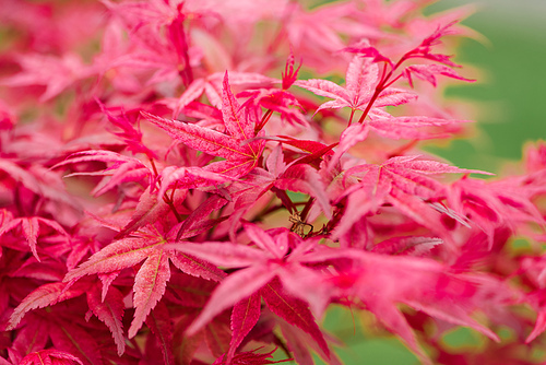 selective focus of colorful red leaves in botanical garden