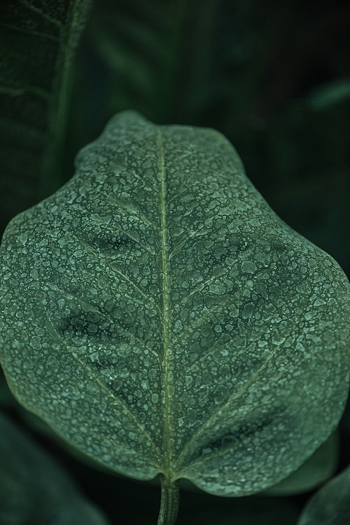 close up view of green leaf on blurred dark background